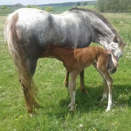 Ferienwohung Hirsch *